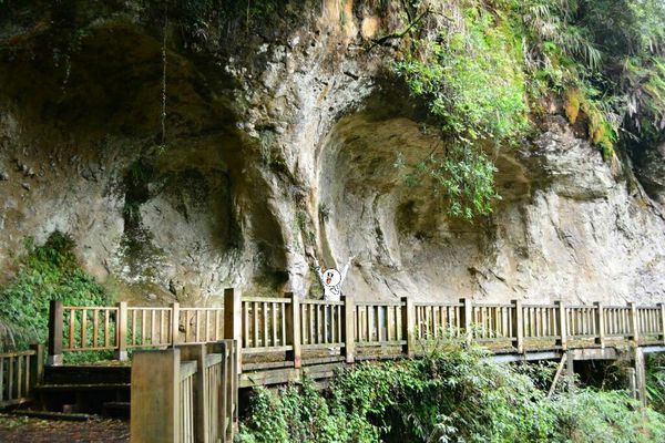 [南投竹山]避暑勝地~杉林溪2015繡球花季-千古紅檜&天地眼
