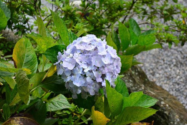 DSC_0378.JPG DSC_0378.JPG