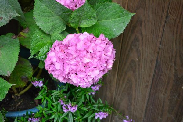 DSC_0387.JPG DSC_0387.JPG