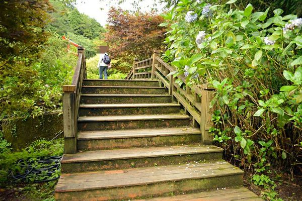 [南投竹山]避暑勝地~杉林溪2015繡球花季-藥花園&玻璃花坊&牡丹園