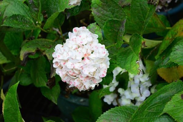 DSC_0391.JPG DSC_0391.JPG