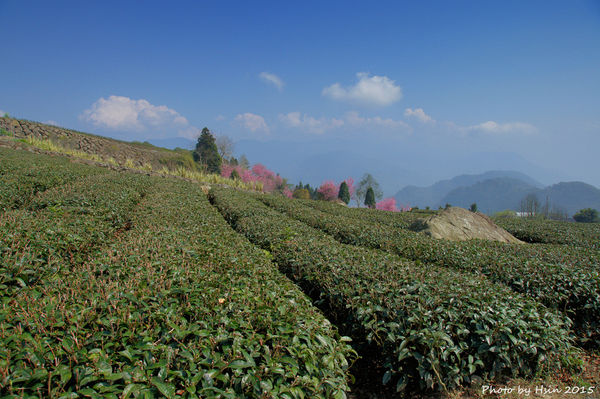 隙頂二延平步道 隙頂二延平步道