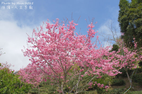 隙頂二延平步道 隙頂二延平步道