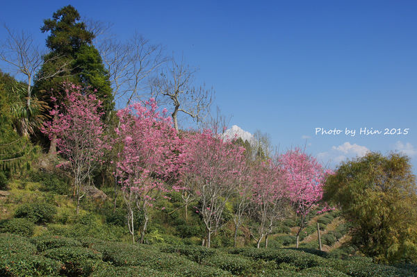 隙頂二延平步道 隙頂二延平步道