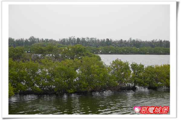 【嘉義。東石】漁人碼頭 + 鰲鼓溼地 + 彰化王功漁港 ~ 好吃的海鮮 + 風很大的濱海公路一日遊 !