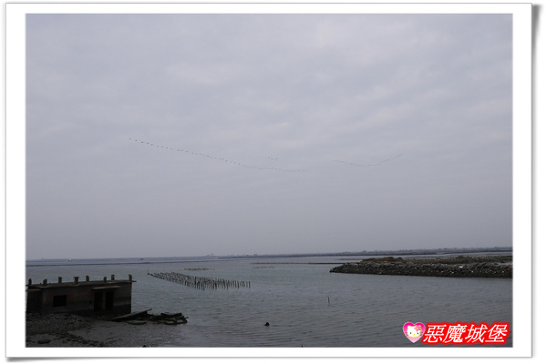 【嘉義。東石】漁人碼頭 + 鰲鼓溼地 + 彰化王功漁港 ~ 好吃的海鮮 + 風很大的濱海公路一日遊 !