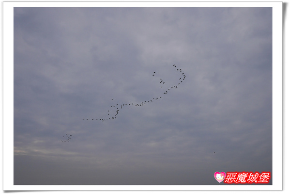【嘉義。東石】漁人碼頭 + 鰲鼓溼地 + 彰化王功漁港 ~ 好吃的海鮮 + 風很大的濱海公路一日遊 !