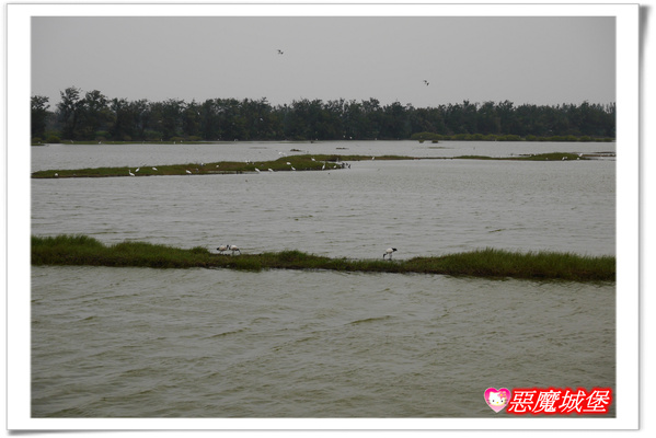 【嘉義。東石】漁人碼頭 + 鰲鼓溼地 + 彰化王功漁港 ~ 好吃的海鮮 + 風很大的濱海公路一日遊 !