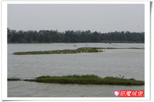 【嘉義。東石】漁人碼頭 + 鰲鼓溼地 + 彰化王功漁港 ~ 好吃的海鮮 + 風很大的濱海公路一日遊 !