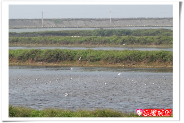 【嘉義。東石】漁人碼頭 + 鰲鼓溼地 + 彰化王功漁港 ~ 好吃的海鮮 + 風很大的濱海公路一日遊 !