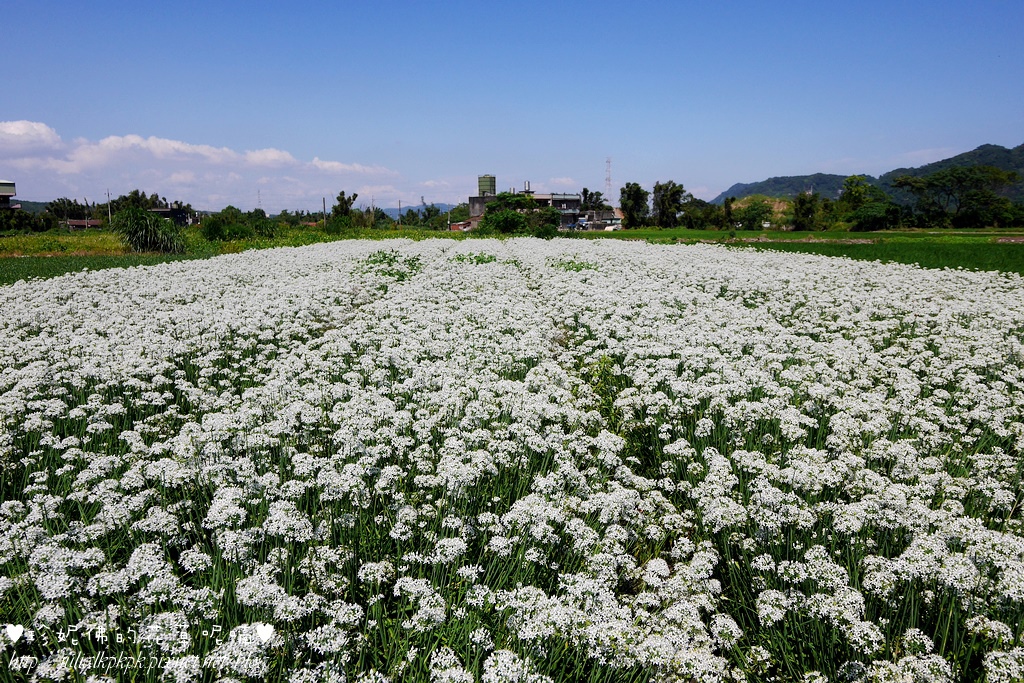 【桃园-大溪区】秋日赏花,九月雪韭菜花现正盛开中