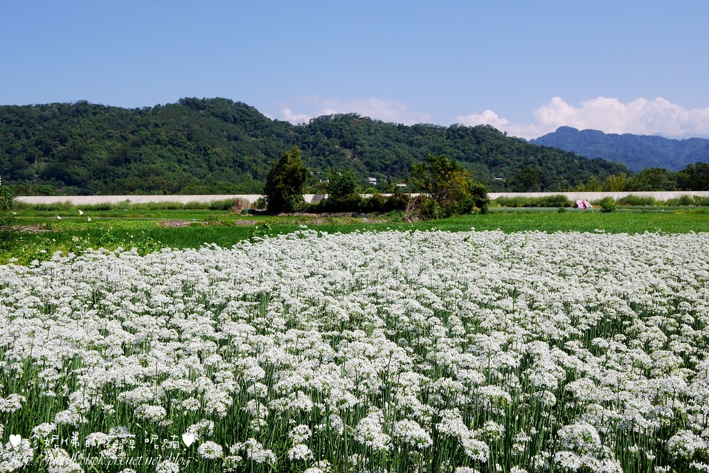 【桃园-大溪区】秋日赏花,九月雪韭菜花现正盛开中