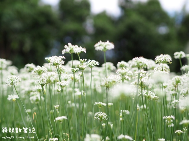 大溪九月雪韭菜花海 大溪九月雪韭菜花海