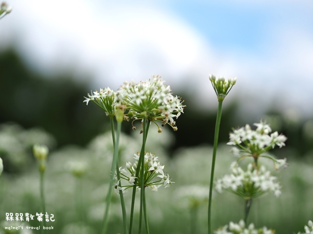 大溪九月雪韭菜花海 大溪九月雪韭菜花海
