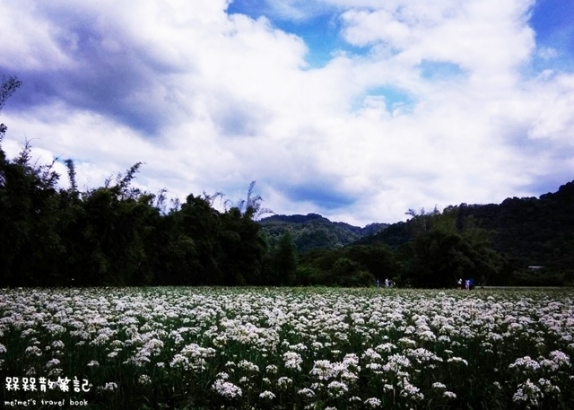 大溪九月雪韭菜花海 大溪九月雪韭菜花海