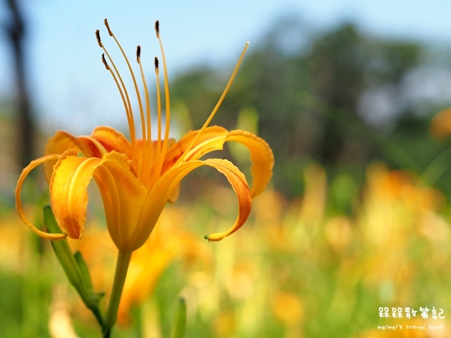 慈音山莊賞金針花 慈音山莊賞金針花
