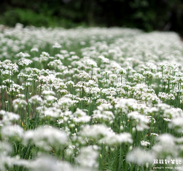 大溪九月雪韭菜花海 大溪九月雪韭菜花海