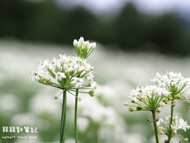 大溪九月雪韭菜花海 大溪九月雪韭菜花海
