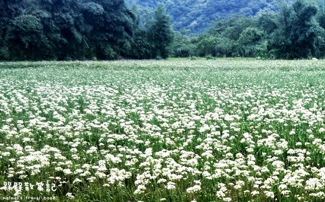 大溪九月雪韭菜花海 大溪九月雪韭菜花海