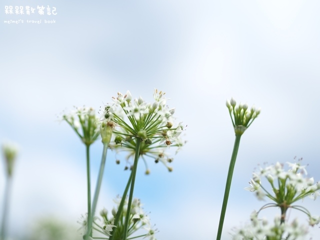 大溪九月雪韭菜花海 大溪九月雪韭菜花海