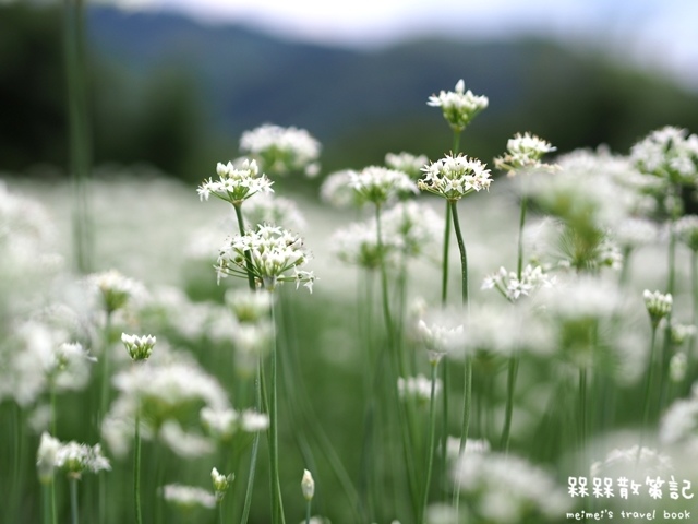 大溪九月雪韭菜花海 大溪九月雪韭菜花海