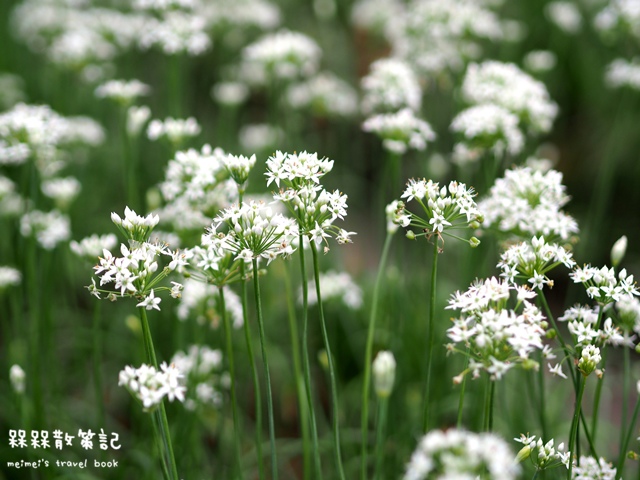 大溪九月雪韭菜花海 大溪九月雪韭菜花海