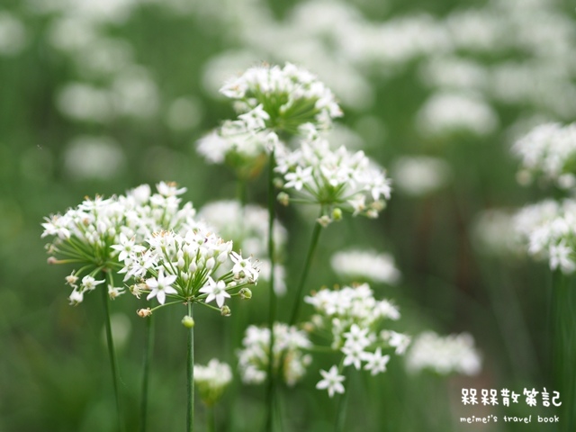 大溪九月雪韭菜花海 大溪九月雪韭菜花海