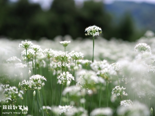 大溪九月雪韭菜花海 大溪九月雪韭菜花海