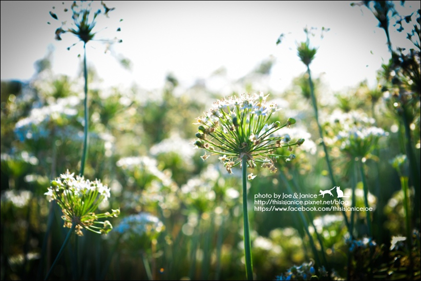 DSC_0050.jpg DSC_0050.jpg