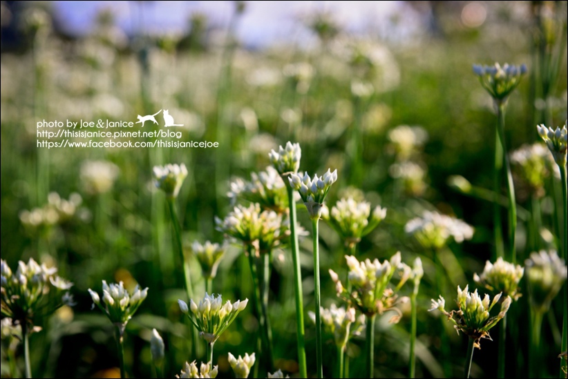 DSC_0005.jpg DSC_0005.jpg