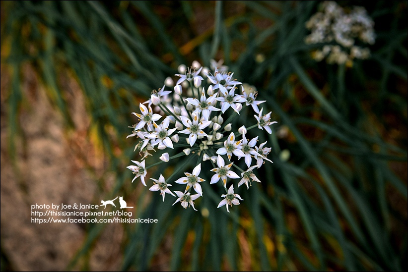 DSC_0238.jpg DSC_0238.jpg