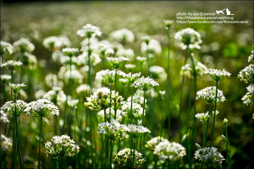 DSC_9929.jpg DSC_9929.jpg