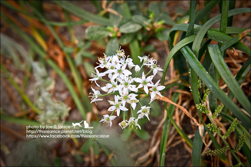 DSC_0237.jpg DSC_0237.jpg