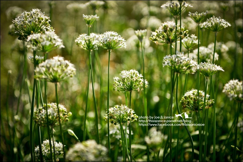 DSC_9934.jpg DSC_9934.jpg