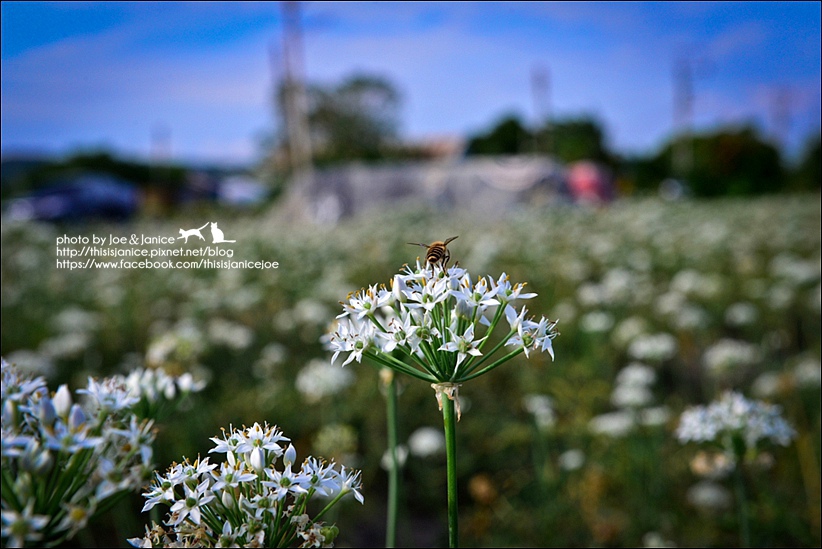 DSC_0274.jpg DSC_0274.jpg