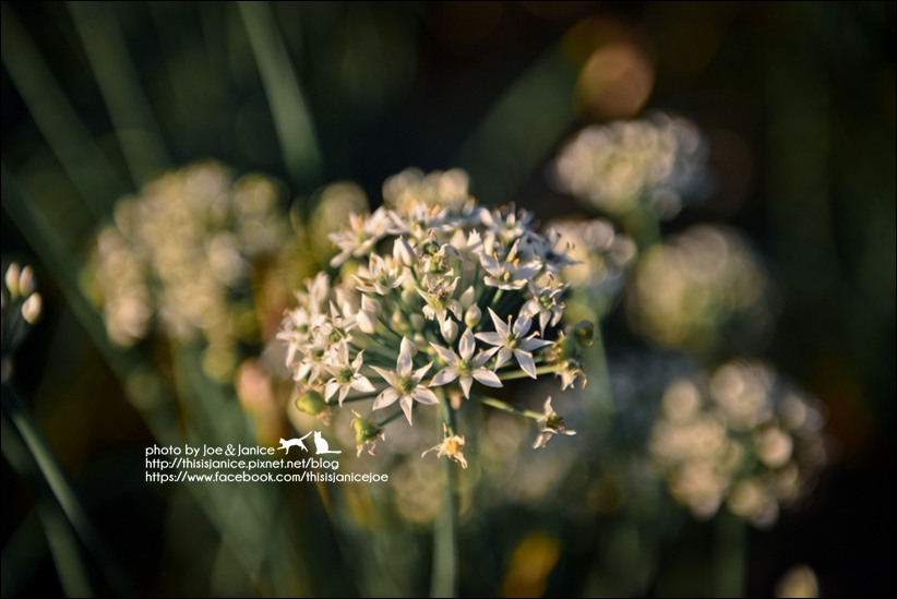 DSC_0115.jpg DSC_0115.jpg