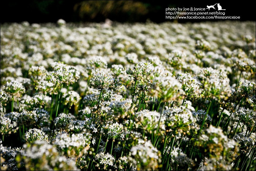 DSC_0042.jpg DSC_0042.jpg