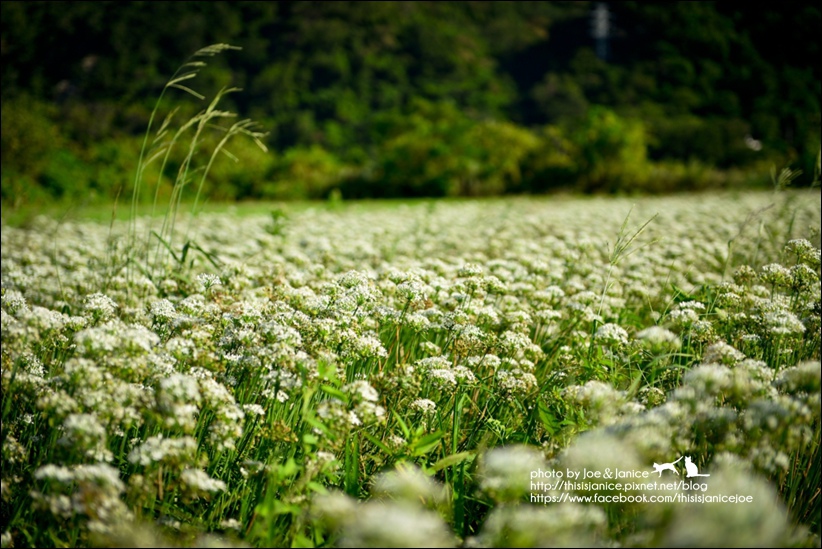 DSC_9948.jpg DSC_9948.jpg