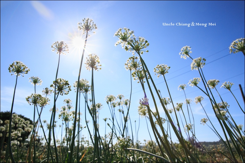 老姜拍的 老姜拍的