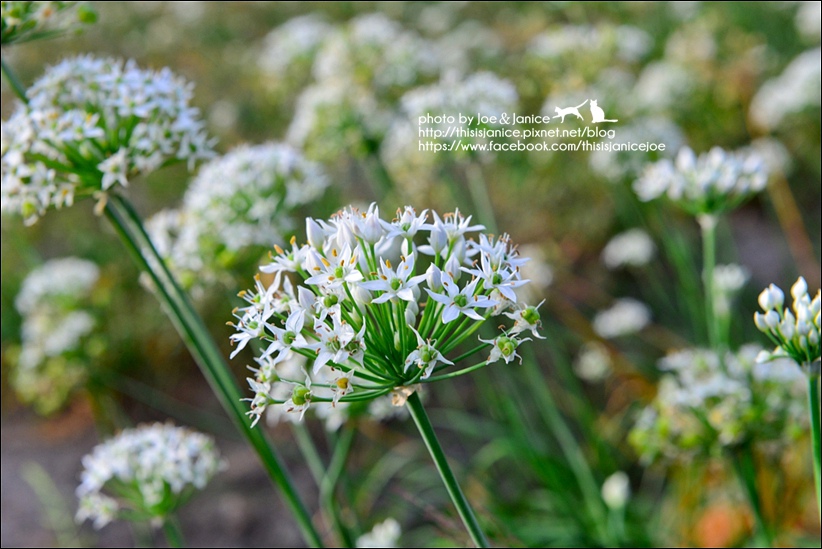 DSC_0272.jpg DSC_0272.jpg