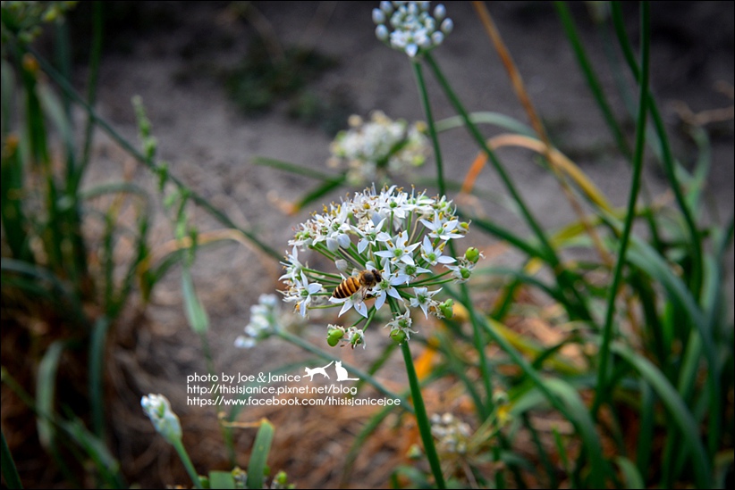 DSC_0266.jpg DSC_0266.jpg