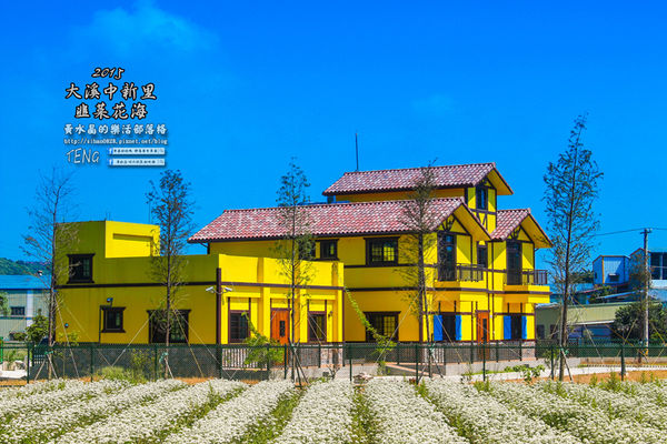 2015韭菜花海│桃園/大溪/中新里(九(韭)月的雪下的如此完美)