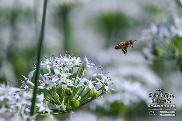 2015韭菜花海│桃園/大溪/中新里(九(韭)月的雪下的如此完美)