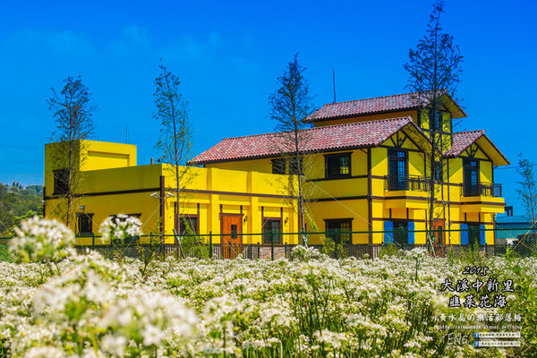 2015韭菜花海│桃園/大溪/中新里(九(韭)月的雪下的如此完美)