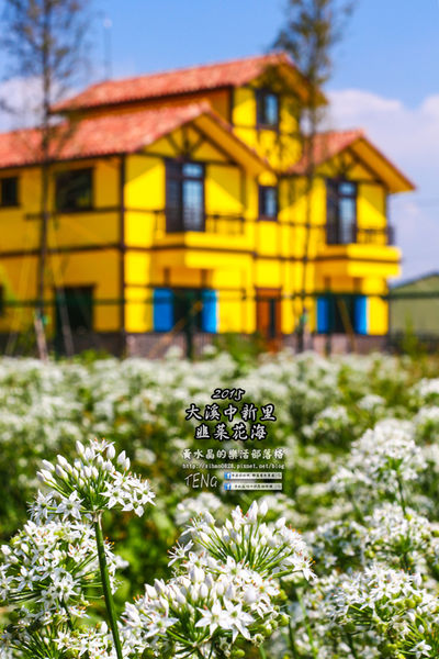 2015韭菜花海│桃園/大溪/中新里(九(韭)月的雪下的如此完美)