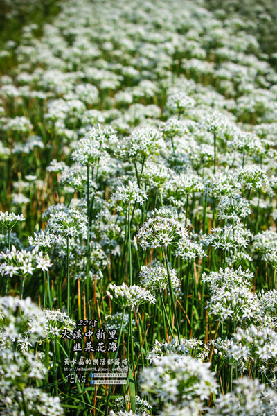 2015韭菜花海│桃園/大溪/中新里(九(韭)月的雪下的如此完美)