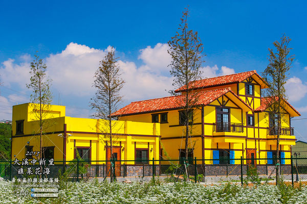 2015韭菜花海│桃園/大溪/中新里(九(韭)月的雪下的如此完美)