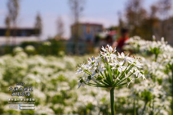 2015韭菜花海│桃園/大溪/中新里(九(韭)月的雪下的如此完美)