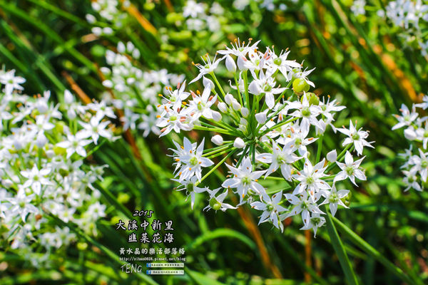 2015韭菜花海│桃園/大溪/中新里(九(韭)月的雪下的如此完美)