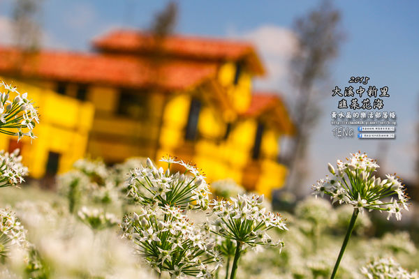2015韭菜花海│桃園/大溪/中新里(九(韭)月的雪下的如此完美)